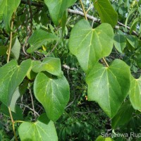 Tinospora sinensis (Lour.) Merr.